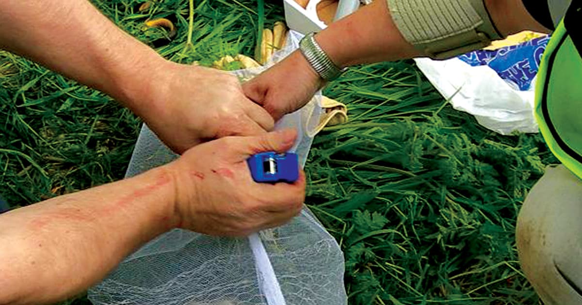 rabbit carcass above ground